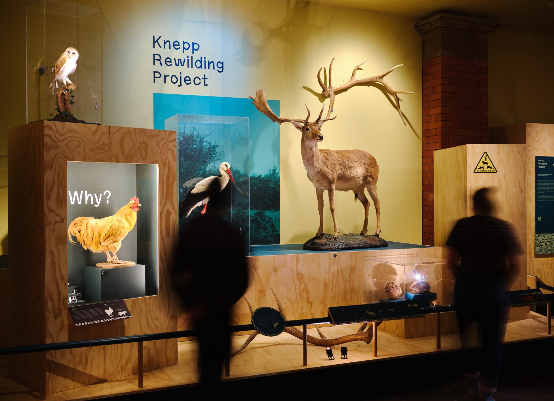 Manchester Museum’s Wild exhibition